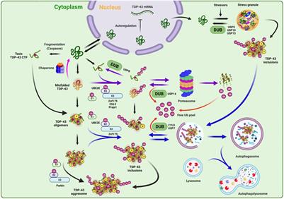 Functional implication of ubiquitinating and deubiquitinating mechanisms in TDP-43 proteinopathies